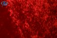 hint 13